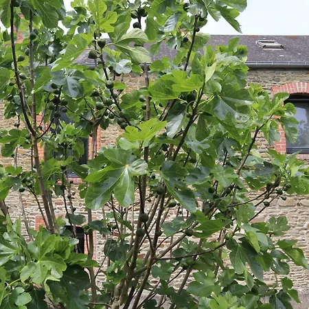 펜션 Le Domaine Des Figuiers - Des Pelerins *