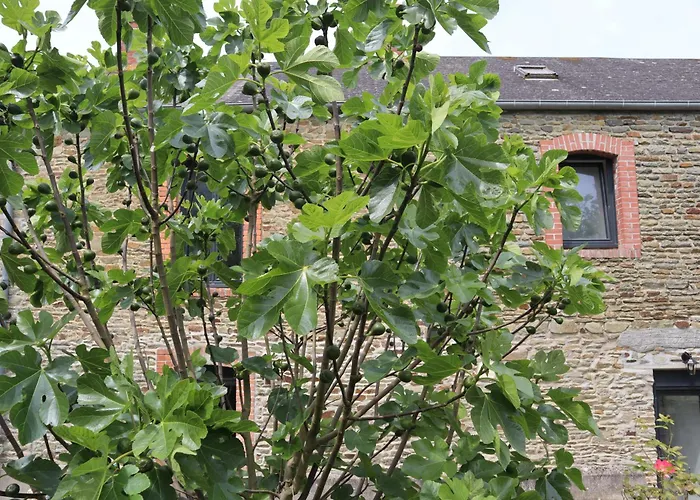 Ferienhaus Le Domaine Des Figuiers - Des Pelerins *